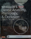WHEELER'S DENTAL ANATOMY AND OCCLUSION